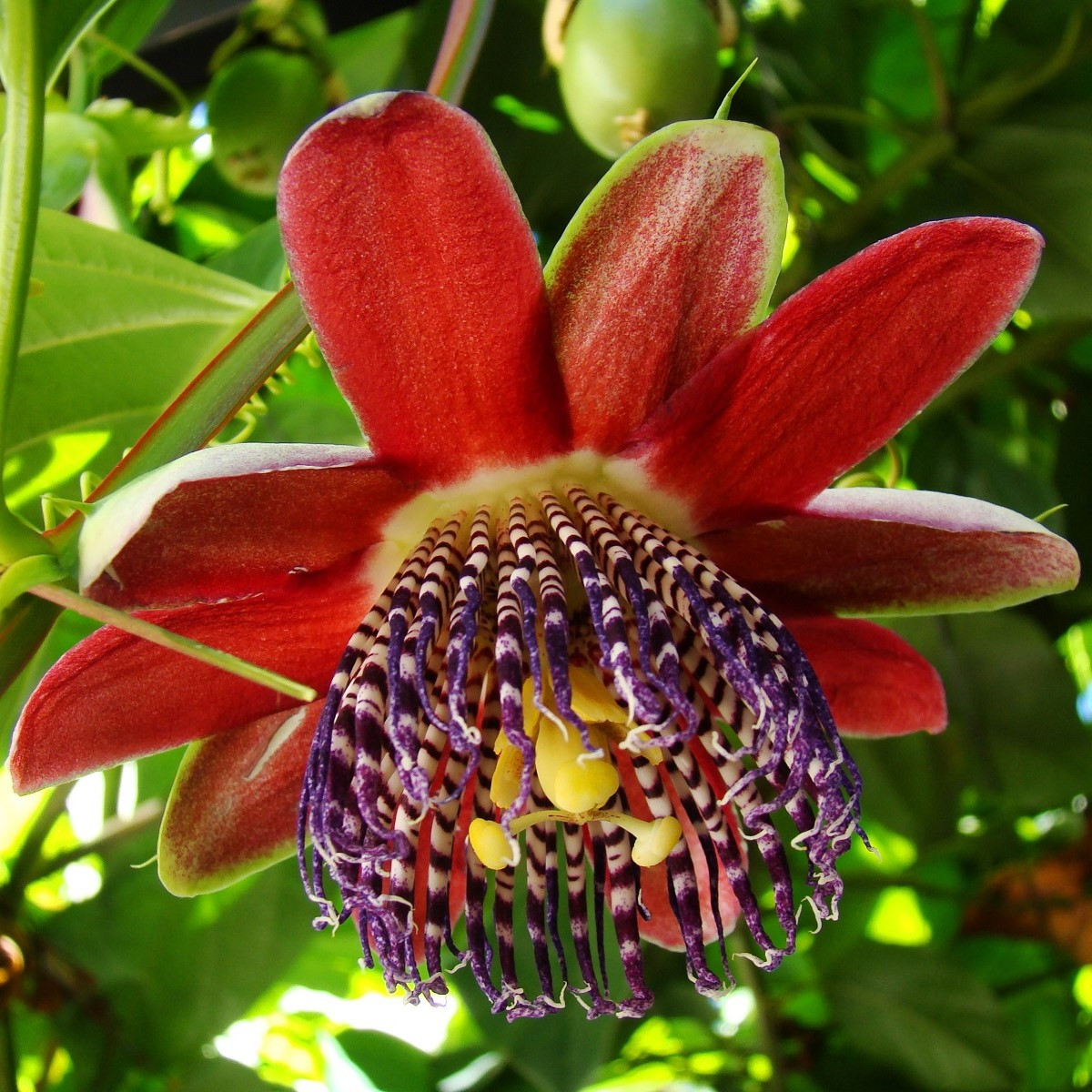 Mučenka čtyřhraná - Passiflora quadrangularis - semena mučenky - 4 ks
