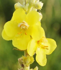 Divizna velkokvětá - Verbascum densiflorum - semena divizny - 300 ks