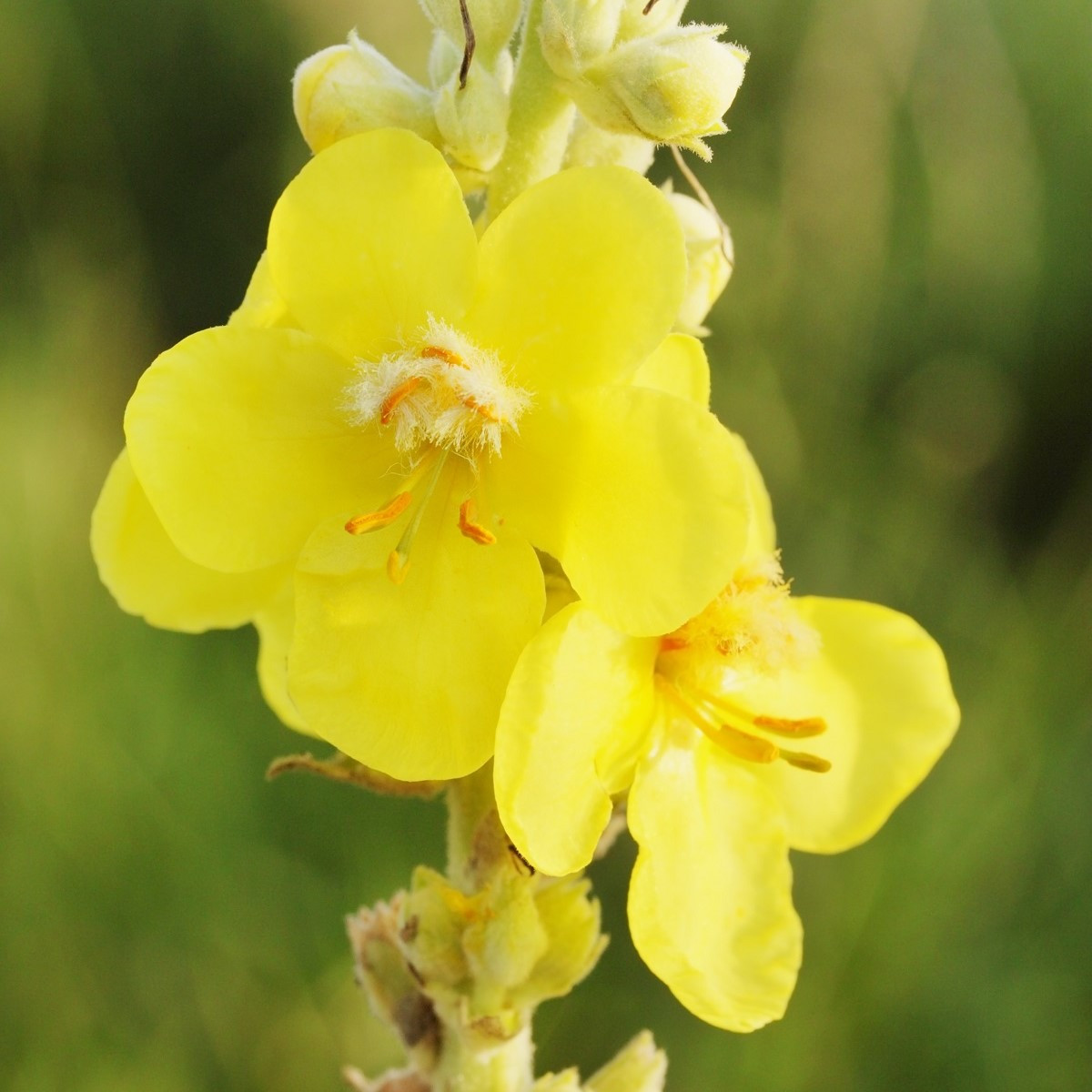 Divizna velkokvětá - Verbascum densiflorum - semena divizny - 300 ks