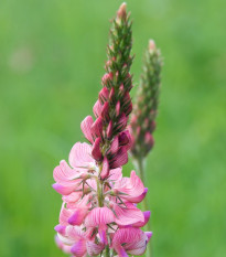 Vičenec ligrus - Onobrychis viciifolia - semena vičence - 50 ks