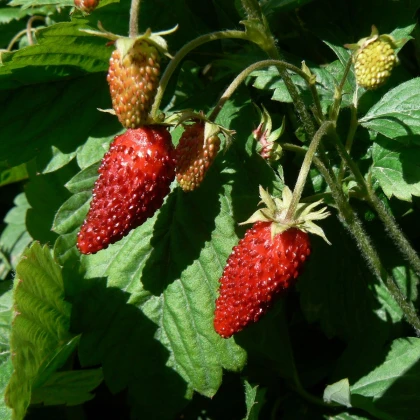 Poziomka Rujana - Fragaria vesca - nasiona poziomki - 200 szt.