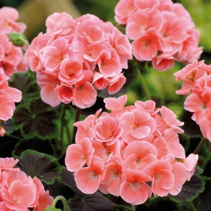 Muskat pasiasty Jitka F1 - Pelargonium zonale - nasiona muškátu - 6 szt.