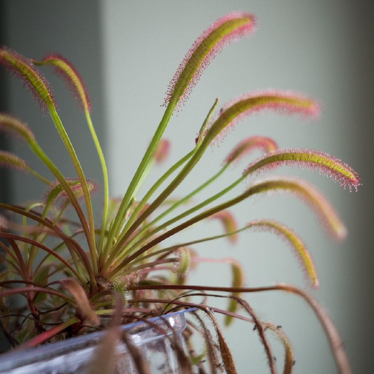 Rosnatka kapská Triffid Rose - Drosera capensis - semena rosnatky - 15 ks