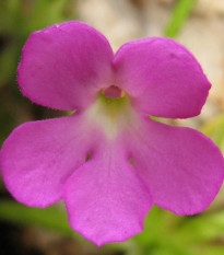 Tučnice mexická - Pinguicula moctezumae - semena tučnice - 13 ks