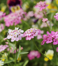 Iberka okoličnatá směs barev - Iberis umbellata - semena iberky - 100 ks
