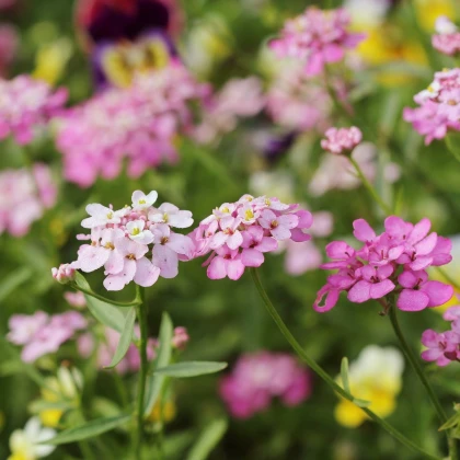Iberka okoličnatá směs barev - Iberis umbellata - semena iberky - 100 ks