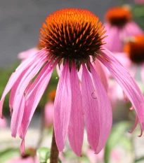 Třapatkovka bledá - Echinacea pallida - semena třapatkovky - 15 ks