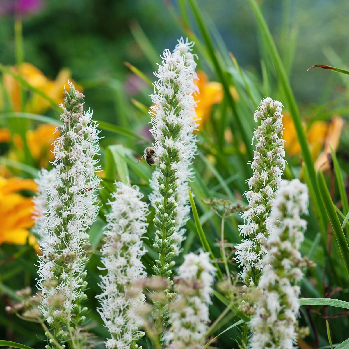 Šuškarda klasnatá Floristan White - Liatris spicata - semena šuškardy - 20 ks