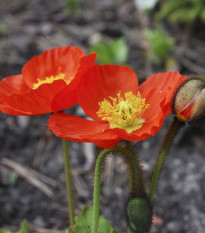 Mák nahoprutý Gnome - Papaver nudicaule - semena máku - 50 ks
