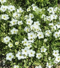 Písečnice horská Blizzard Compact - Arenaria montana - semena písečnice - 20 ks