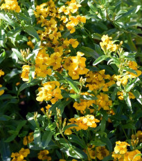 Aksamitník mexický - Tagetes lucida - semena aksamitníku - 0,2 g