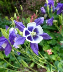 Orlíček obecný Blue Star - Aquilegia vulgaris - semena orlíčku - 30 ks