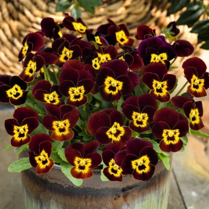 Violka rohatá Ruby Gold - Viola cornuta - semena violky - 20 ks