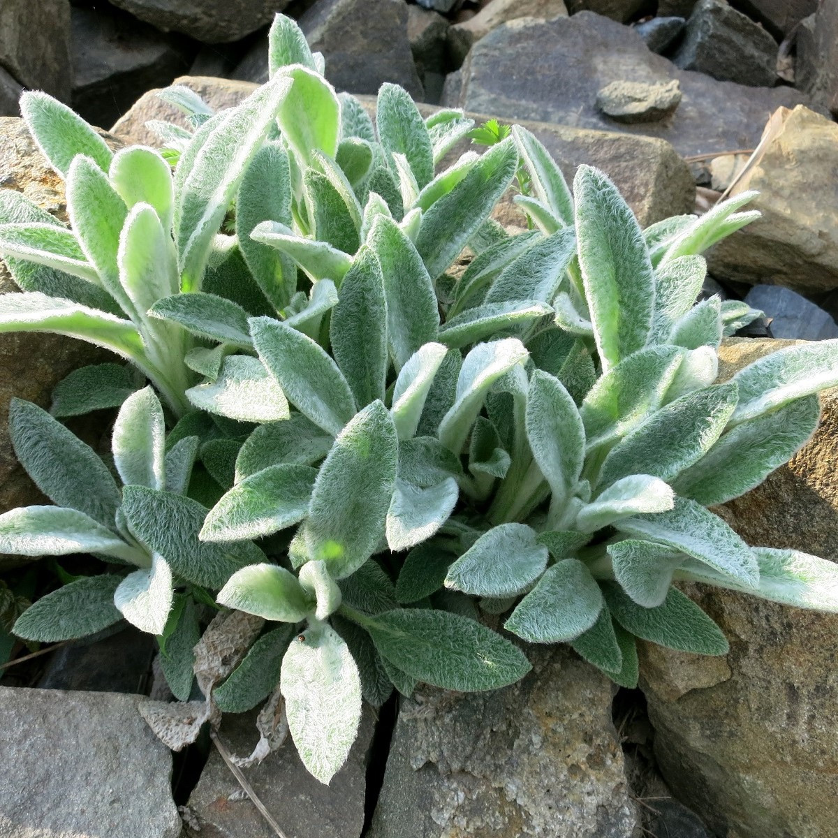 Čistec vlnatý - Stachys byzantina - semena čistce - 50 ks