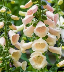 Náprstník oranžový - Digitalis purpurea - semena náprstníku - 0,08 g