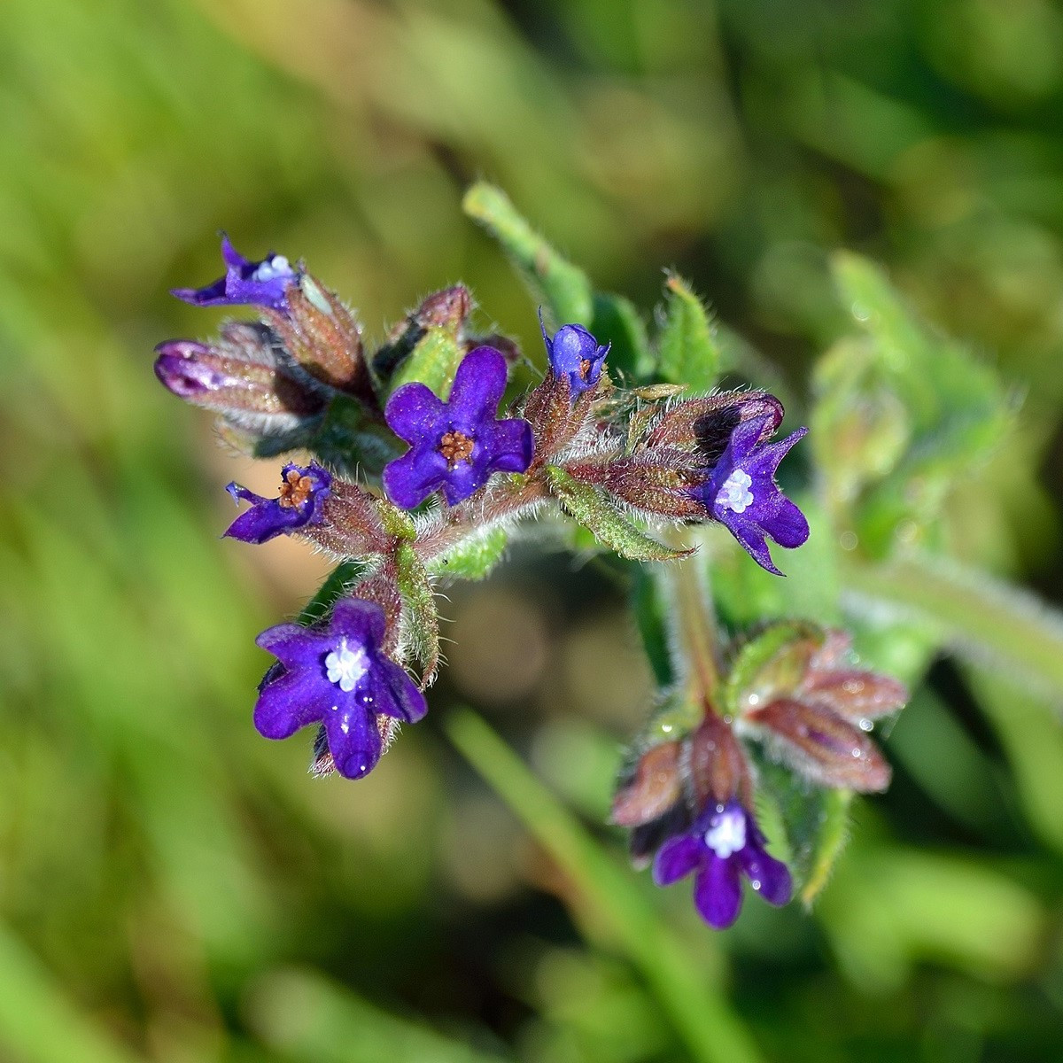 Pilát lékařský - Anchusa officinalis - semena pilátu - 10 ks