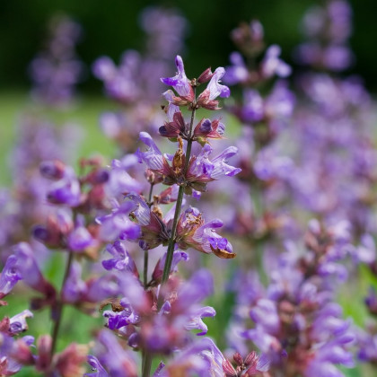 BIO Šalvěj lékařská - Salvia officinalis - bio semena šalvěje - 30 ks