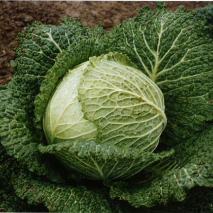 Kapusta hlávková Verita F1 - Brassica oleracea var. sabauda - semena kapusty - 110 ks