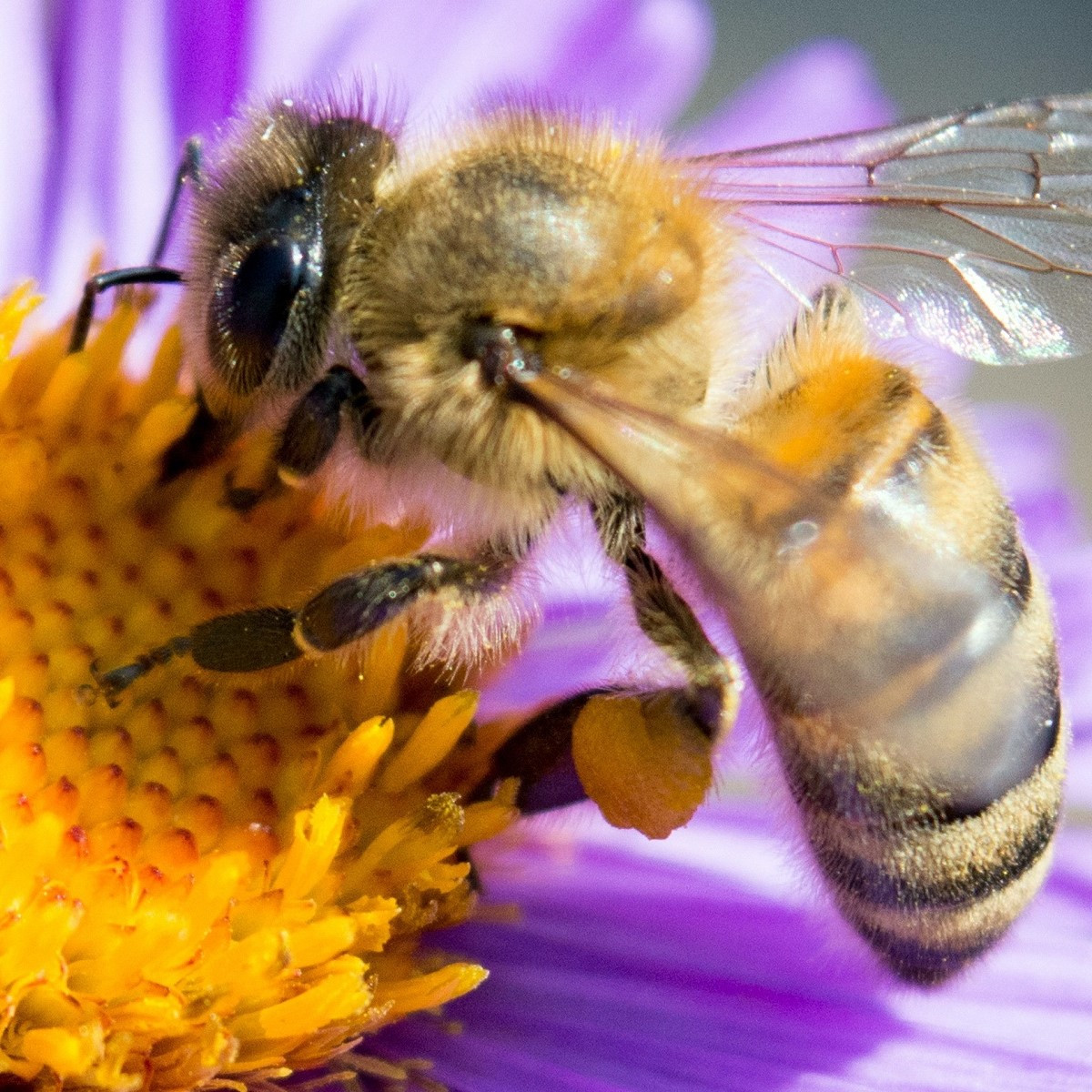 Jednoleté květy pro včely - semena Planta Naturalis - směs - 40 g