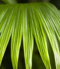 Palma - Carludovica palmata - nasiona palmy - 10 szt.