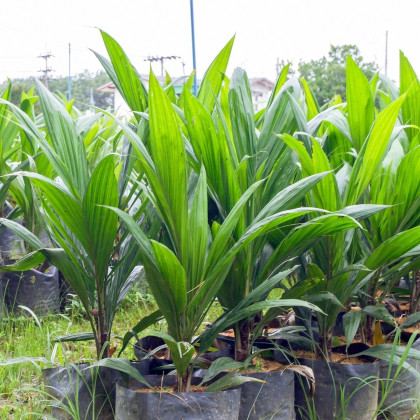 Palma - Asplundia - semena palmy - 4 ks