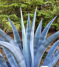 Agáve chrysantha - Agave chrysantha - semena agáve - 10 ks