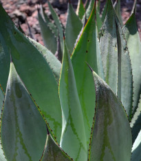 Agáve marmorata - Agave marmorata - nasiona agawy - 20 szt.