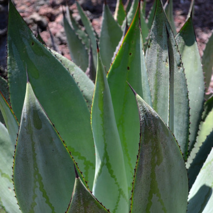 Agáve marmorata - Agave marmorata - semena agáve - 10 ks
