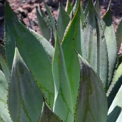 Agáve marmorata - Agave marmorata - nasiona agawy - 20 szt.