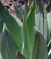 Agáve marmorata - Agave marmorata - nasiona agawy - 20 szt.