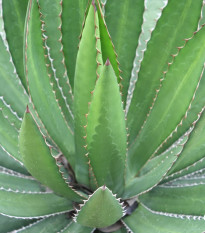 Agáve - Agave ghiesbreghtii - semena agáve - 10 ks