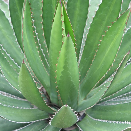 Agáve - Agave ghiesbreghtii - semena agáve - 10 ks