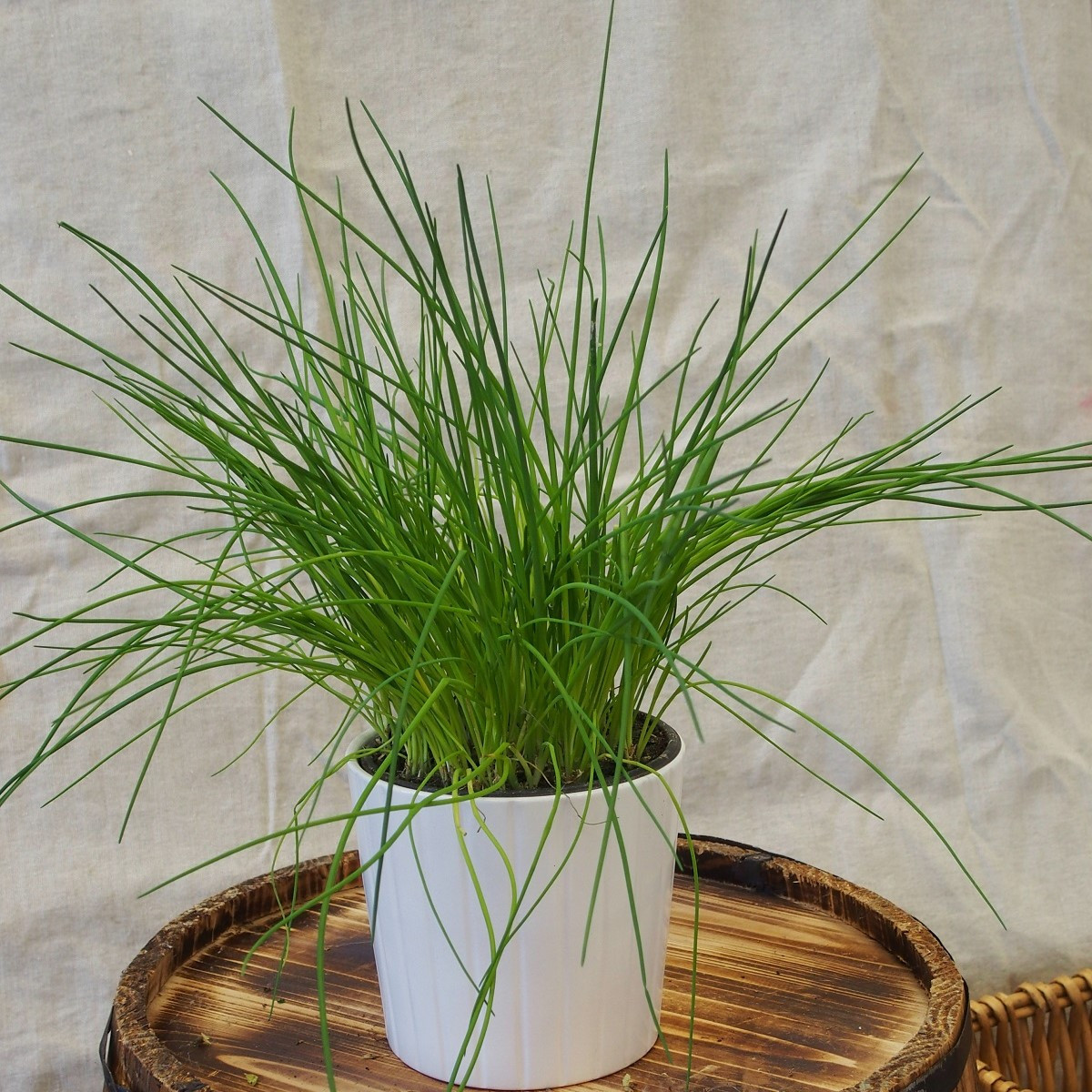 Pažitka pražská - Allium schoenoprasum L. - semena pažitky - 750  ks