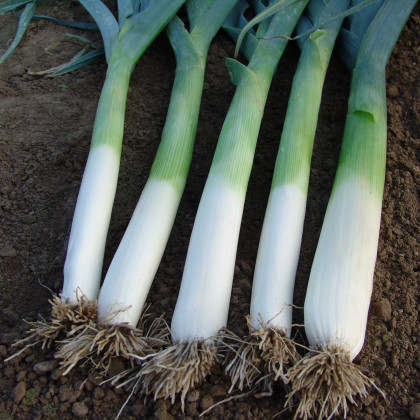 Pór pravý Golem - Allium porrum - semena póru - 200 ks