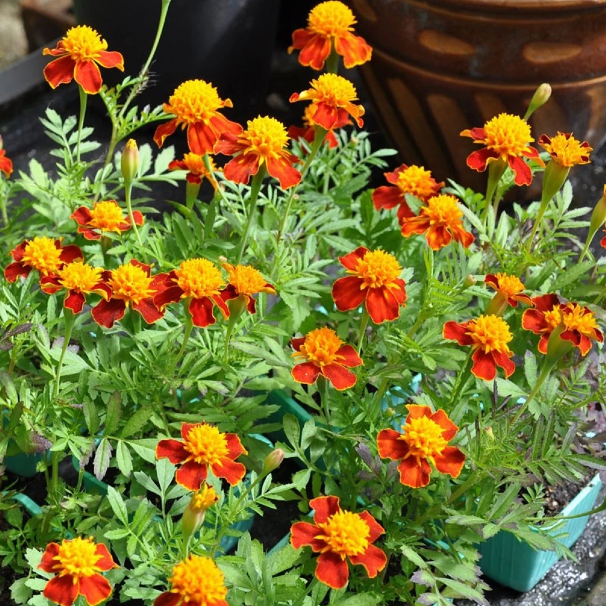 Aksamitník rozkladitý Orange Flame - Tagetes patula nana - semena aksamitníku - 0,3 g