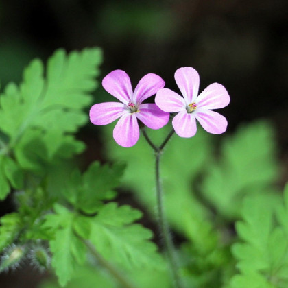 Kakost smrdutý - Geranium robertianum - semena kakostu - 10 ks