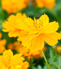 Krásenka žlutá Sunset - Cosmos sulphureus - semena krásenky - 40 ks