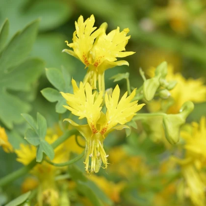 Nasturcja wędrowna - Tropaeolum peregrinum - nasiona nasturcji - 15 szt.