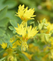 Nasturcja wędrowna - Tropaeolum peregrinum - nasiona nasturcji - 15 szt.