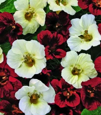 Nasturcja niska Ebony and Ivory - Tropaeolum majus - nasiona nasturcji - 15 szt.