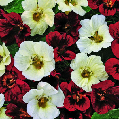 Nasturcja niska Ebony and Ivory - Tropaeolum majus - nasiona nasturcji - 15 szt.
