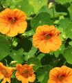 Kapucínka větší Scharlachglanz - Tropaeolum majus - semena - 7 ks