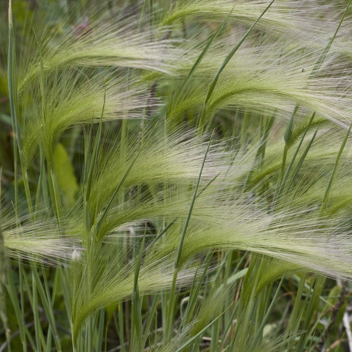 Ječmen hřívnatý - Hordeum jubatum - semena ječmene - 10 ks