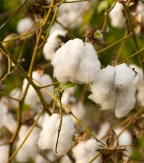 Bavlník bylinný - Gossypium herbaceum - semena bavlníku - 6 ks