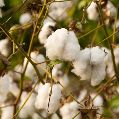 Bavlník bylinný - Gossypium herbaceum - semena bavlníku - 6 ks