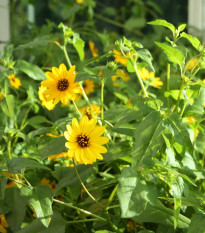 Słonecznik słaby mix - Helianthus debilis mix - nasiona słonecznika - 15 szt.