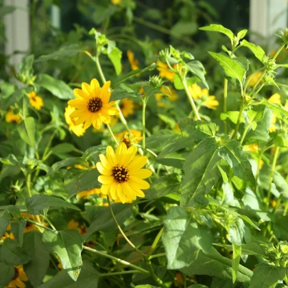 Słonecznik słaby mix - Helianthus debilis mix - nasiona słonecznika - 15 szt.