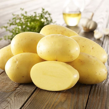 Sadbové brambory Agria - Solanum tuberosum - brambory - 10 ks