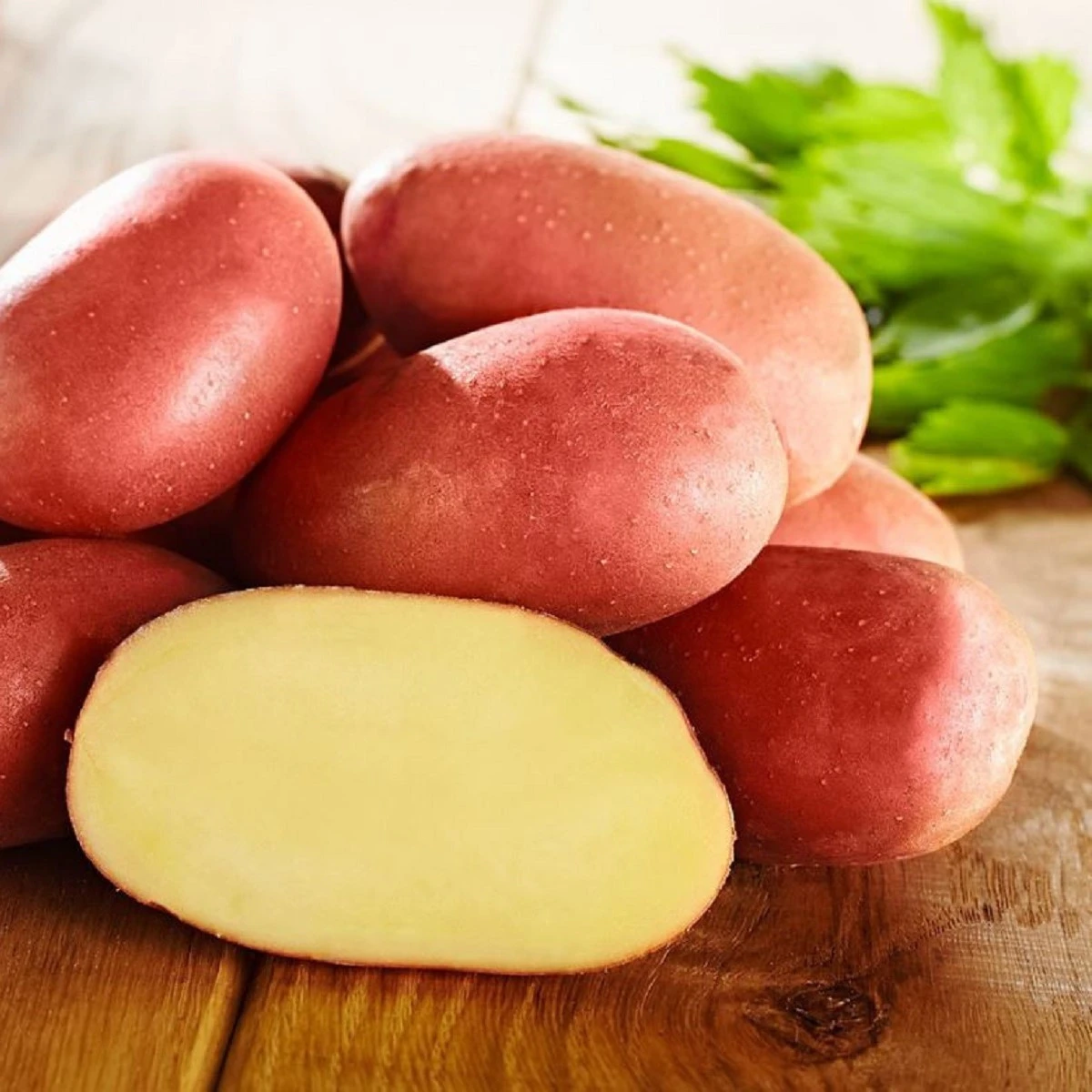 Sadbové brambory Bellarosa - Solanum tuberosum - brambory - 10 ks