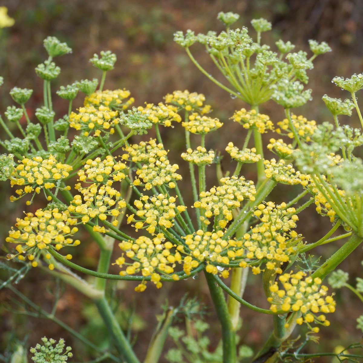 BIO Fenykl kořeninový - Foeniculum ssp. - bio semena fenyklu - 35 ks